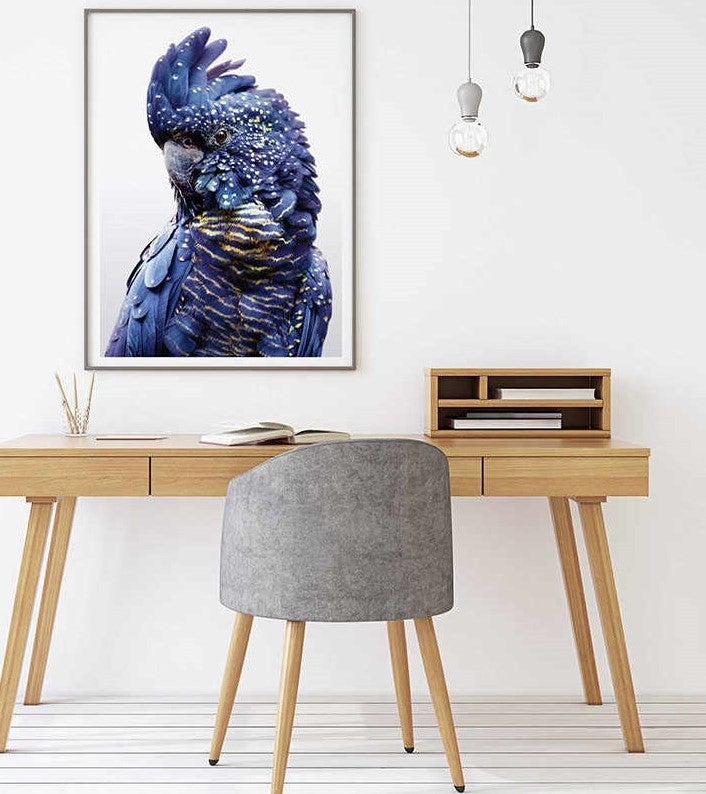 Black Cockatoo A Poster