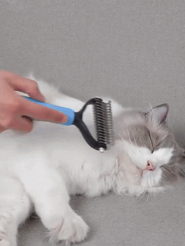 Buy Equidistant Anti-Skid Pet Hair Removal Comb cat hair remover roller pet  accessories australia 4 paws pet accessories luxury pet accessories dog  hair remover for clothes cat hair remover brush - MyDeal