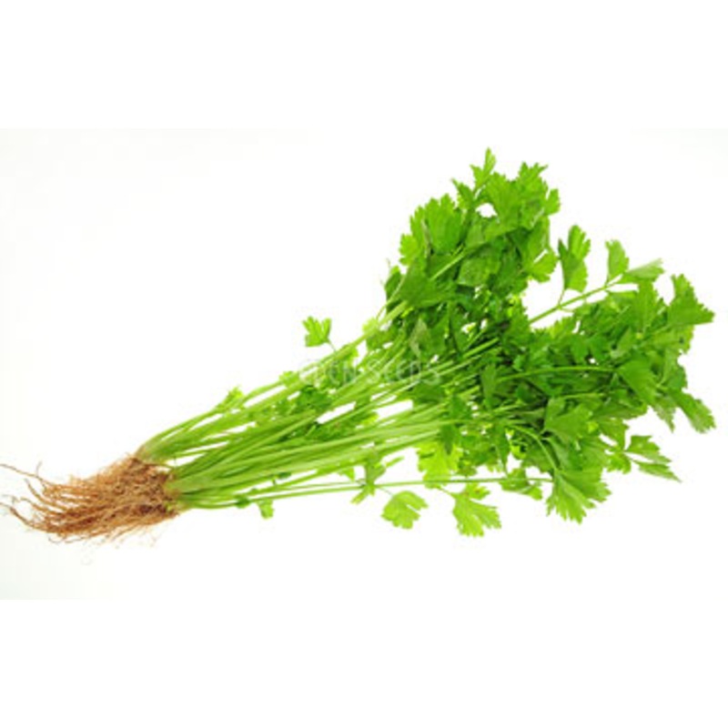 Buy Eden Seeds Celery Chinese MyDeal