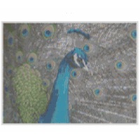 Cross Stitch Pattern Peacock Parade X Stitch Gwen St Designs