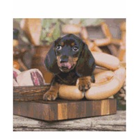 Cross Stitch Pattern Reece the Butcher Dogs X Stitch Gwen Street Designs New