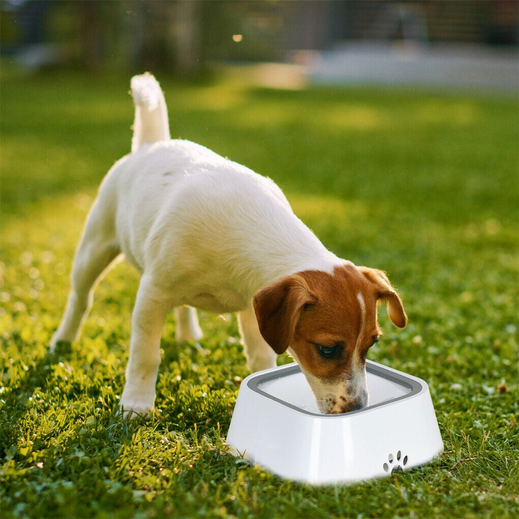 Huge dog deals water bowl