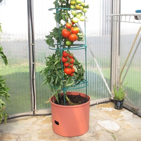 Image 4