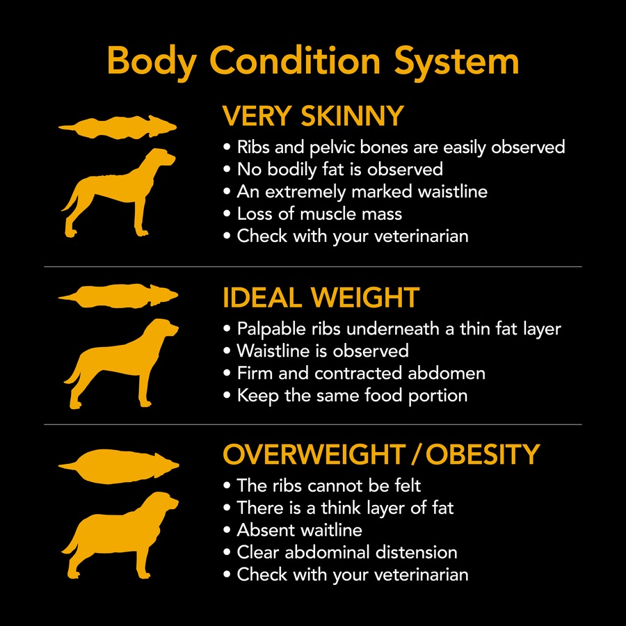 Supercoat Smartblend Adult Active Dog Food With Beef 12kg