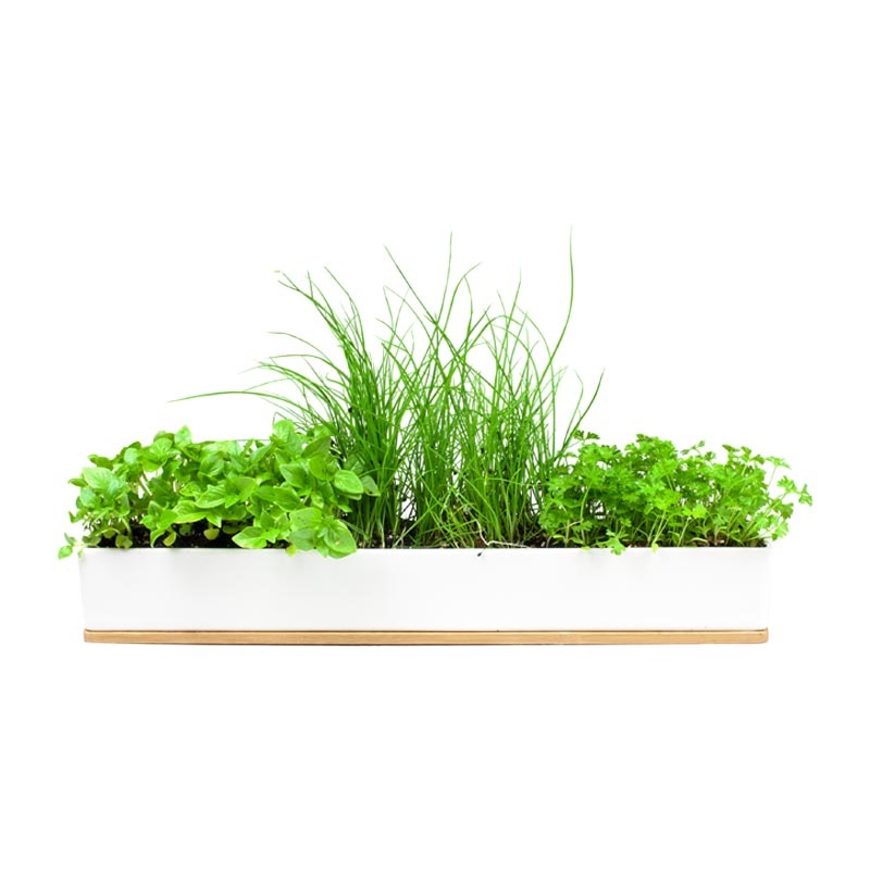 Urban Greens Micro Herbs Windowsill Grow Kit MyDeal