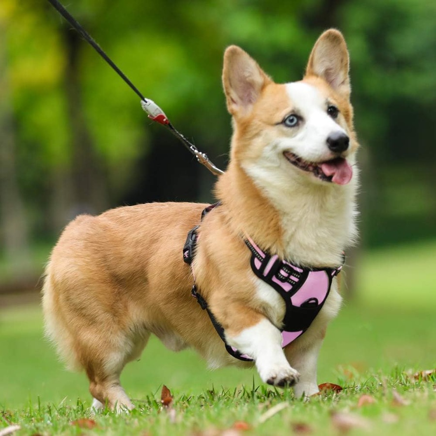 Dog Harness No Pull Pet Harness Pink M