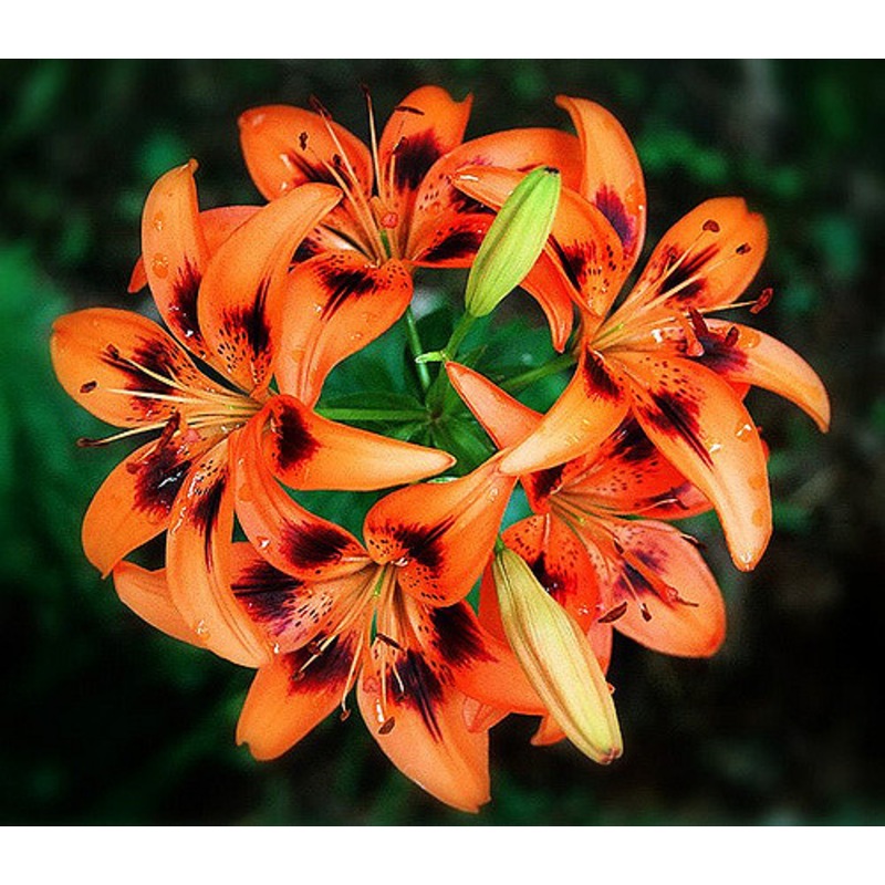 Buy Tigerlily Blossom Fragrance Oil MyDeal