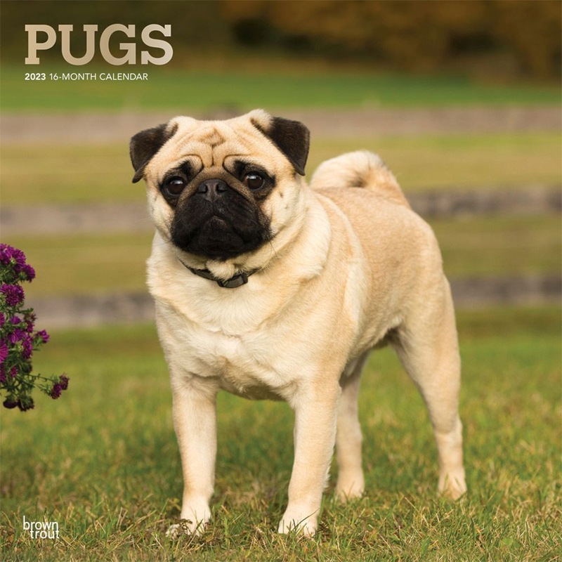 Buy 2023 Calendar Pugs 16-Month Square Wall, Browntrout - MyDeal