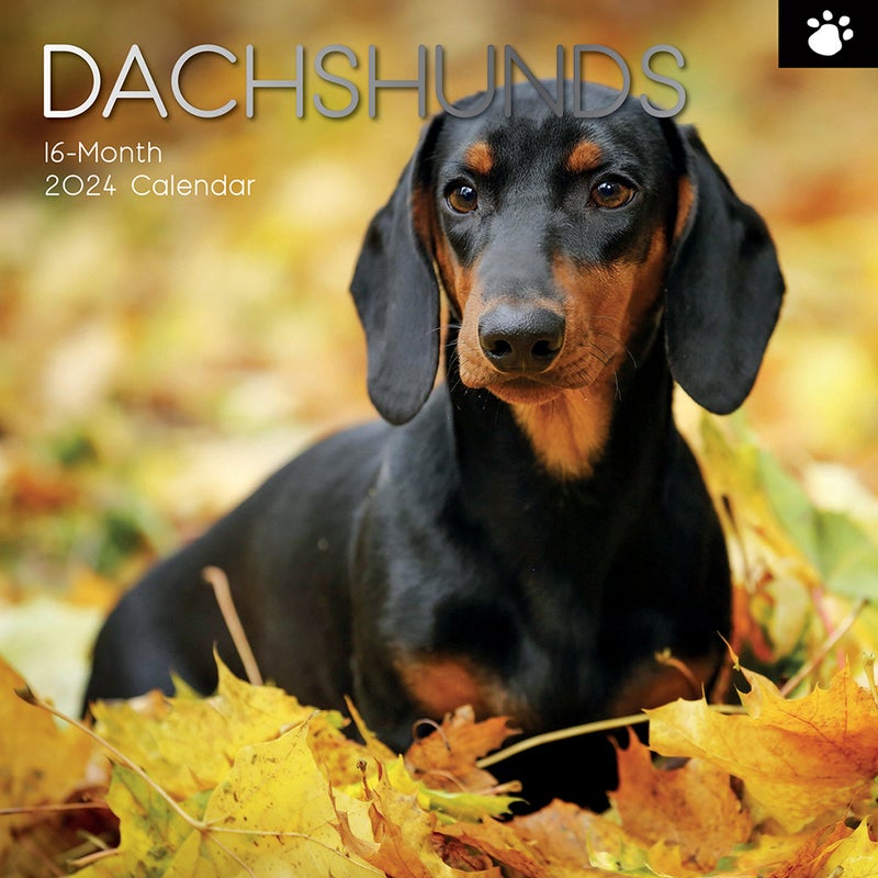 Buy 2024 Calendar Dachshunds Square Wall by The Gifted Stationery