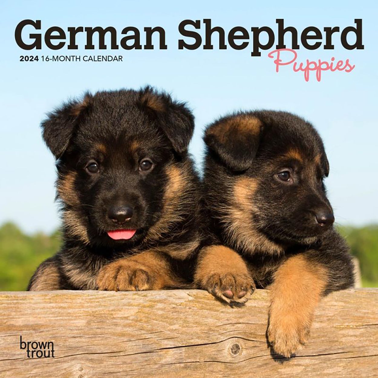 Buy 2024 Calendar German Shepherd Puppies 16 Month Mini Wall Browntrout   2024 Calendar German Shepherd Puppies 16 Month Mini Wall Browntrout Bt62819 10426026 00 