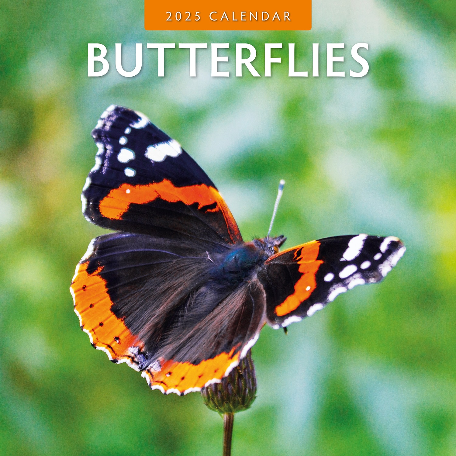 Buy 2025 Calendar Butterflies 16-Month Square Wall Red Robin RR250009 ...