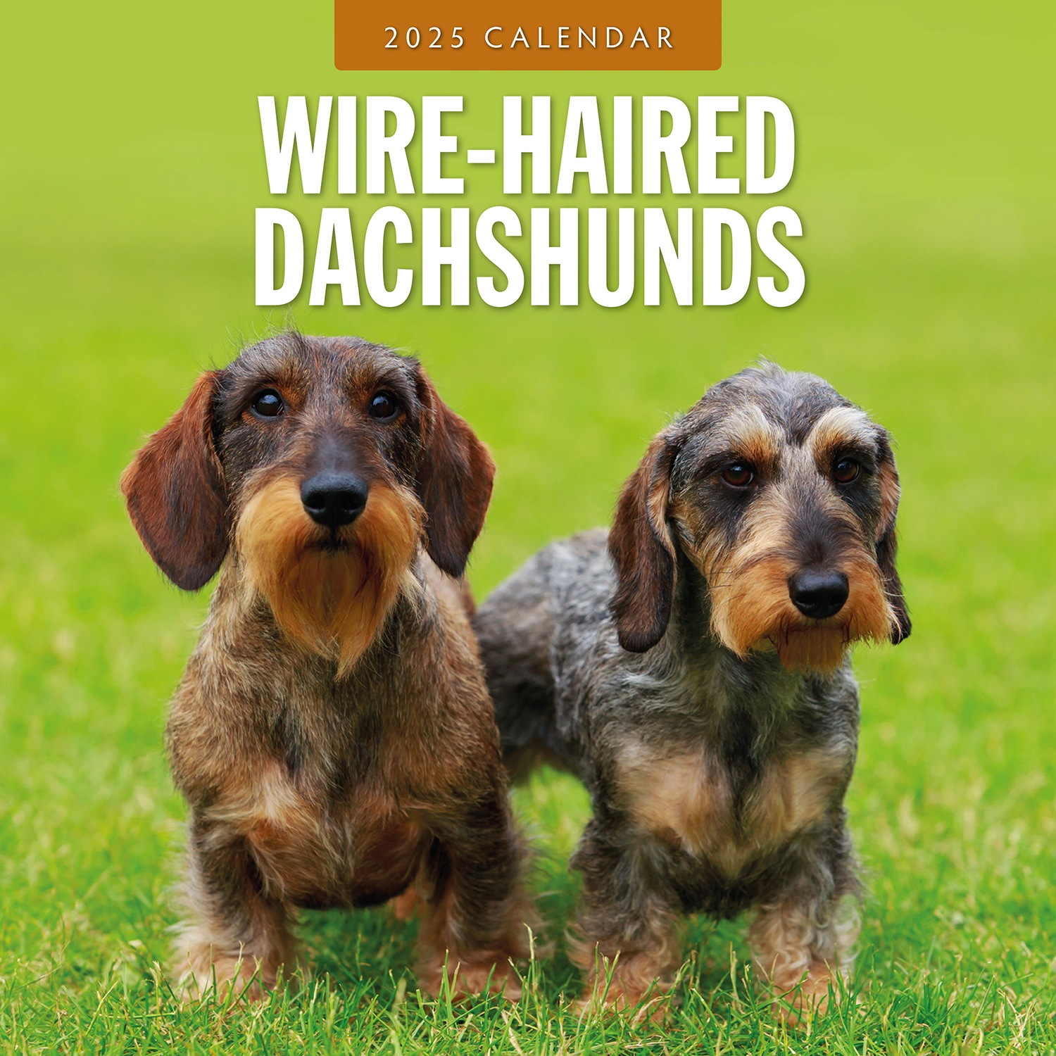 Buy 2025 Calendar Wire-Haired Dachshunds 16-Month Square Wall Red Robin ...