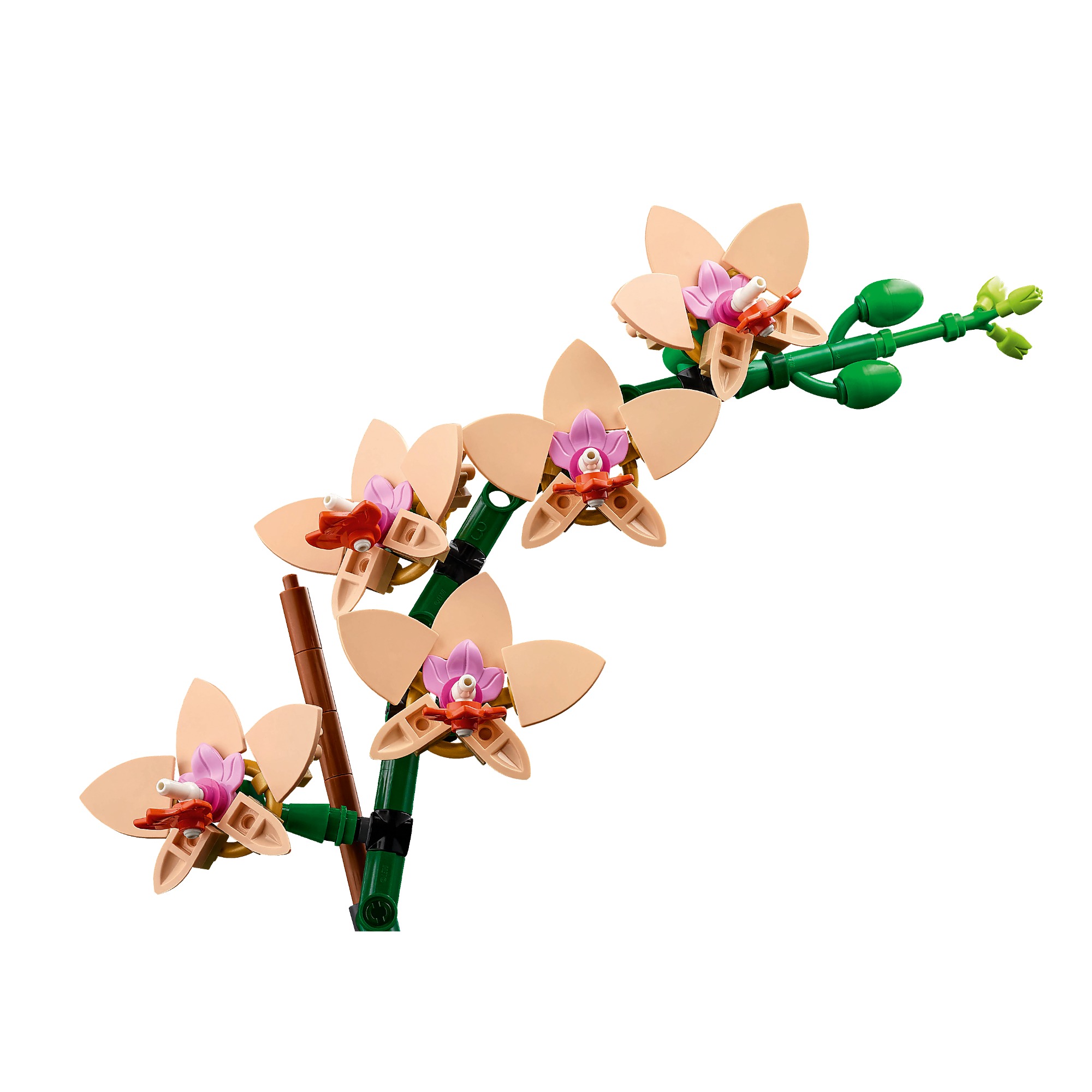 Image 10