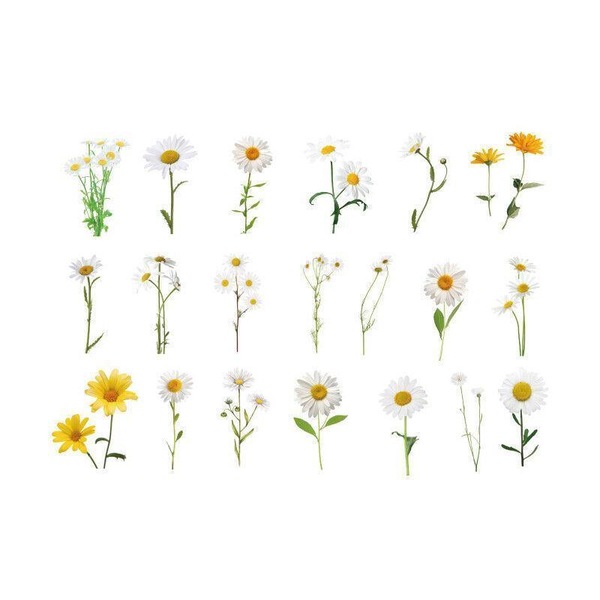 Image 13