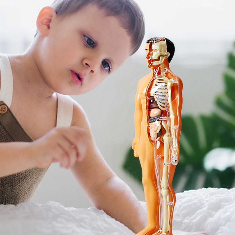 Buy 3D Human Body Anatomical Model Educational Assembling Skeletal ...