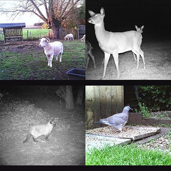 Image 7
