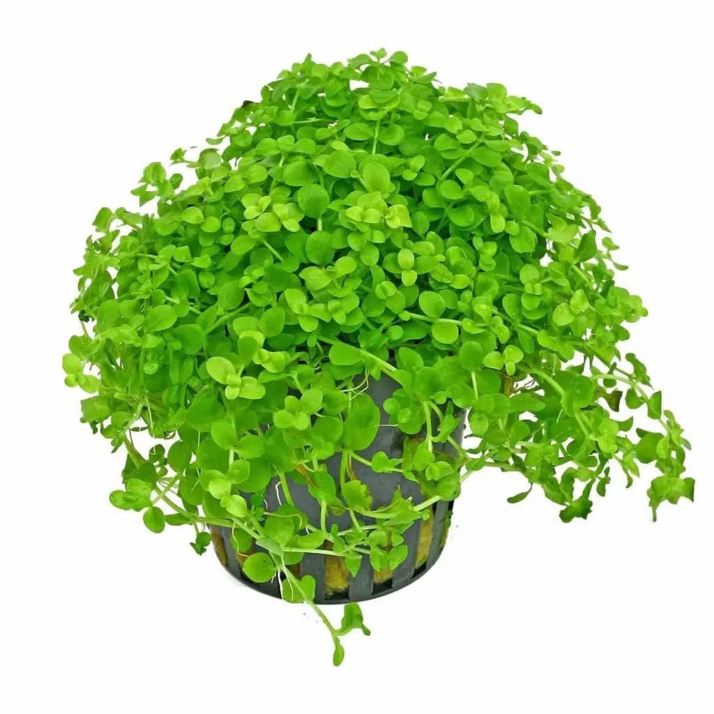 Micranthemum Monte Carlo Pot ( BULK 10 POTS ) For Fish Shrimp Snail Tank Aquarium