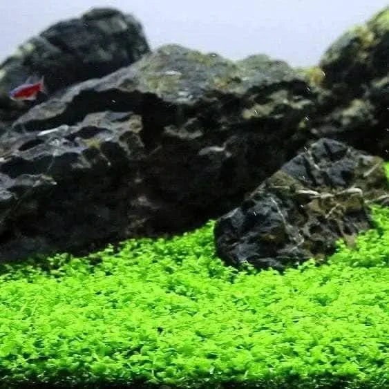 Micranthemum Monte Carlo Pot ( BULK 10 POTS ) For Fish Shrimp Snail Tank Aquarium