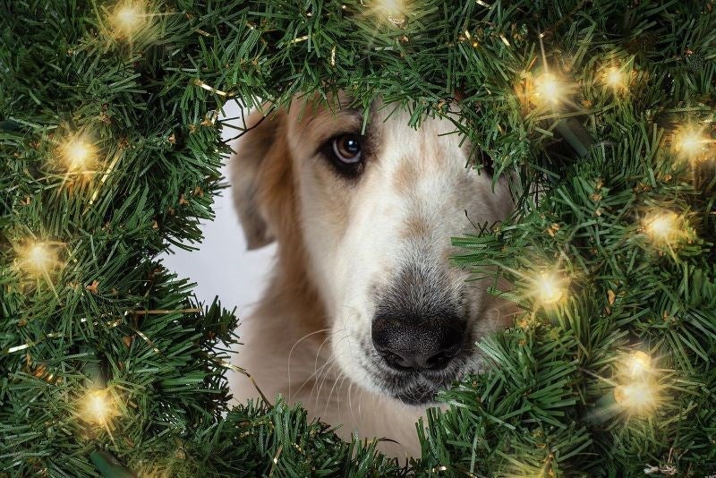 Christmas gift ideas for pets