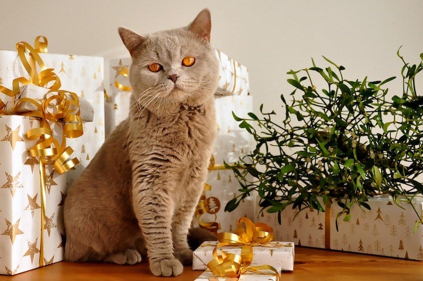 Gifts For Your Cat