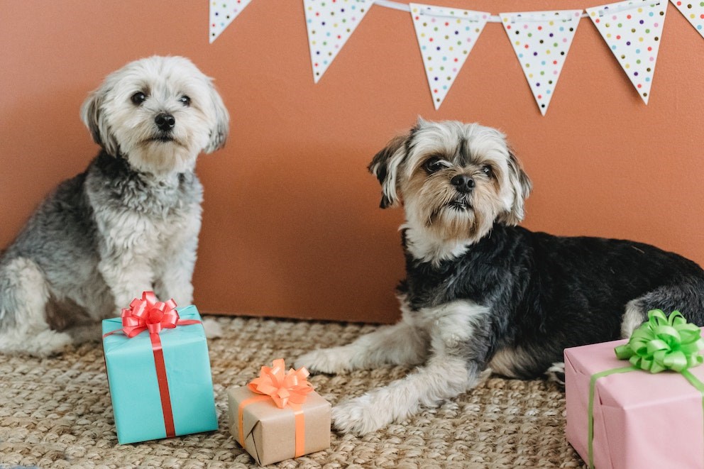 Gifts For Your Dog