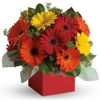 Glorious Gerberas - Flower Arrangement