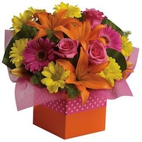 Starburst Splash - Flower Arrangement