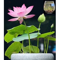 Aquatic Plants Mini Bowl Lotus Seeds Hydroponic Plants Bonsai Seeds 10Pcs
