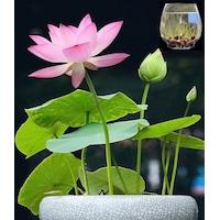 Aquatic Plants Mini Bowl Lotus Seeds Hydroponic Plants Bonsai Seeds 10Pcs