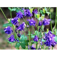 AQUILEGIA 'Double Flowered Mix' / Columbine / Grannys Bonnet seeds