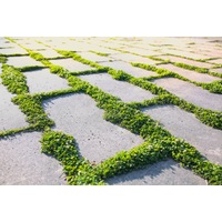 Dichondra repens / NATIVE Lawn Grass seeds / Walkable NO MOW lawn