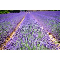 LAVENDER 'English' True Lavender seeds