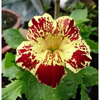 MIMULUS / MUSK FLOWER / Tiger Monkey Flower Mix seeds