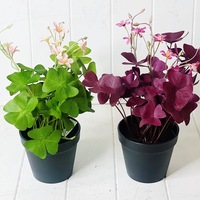Artificial Clover in Pot - 35cm
