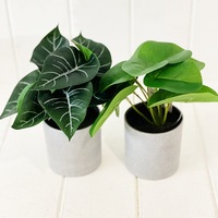 Artificial Syngonium & Pilea in Pot